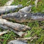 SUSPENSION OF FISHING ACTIVITIES ON KAFUE RIVER REMAINS IN FULL EFFECT