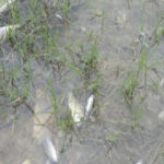 SINO-METALS PARTNERS WITH GOVT TO ASSESS AREAS AFFECTED BY RECENT ACIDIC POLLUTION