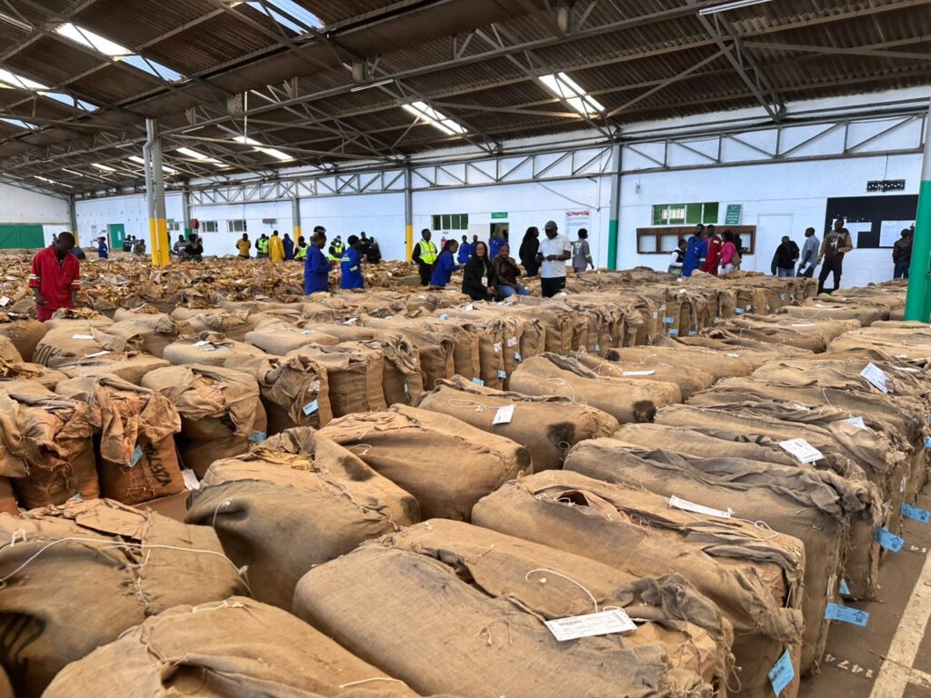 TOBACCO OUTPUT PROJECTED TO DOUBLE IN 2025, AS GOVERNMENT ROLLS OUT SECTOR REFORMS