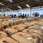 TOBACCO OUTPUT PROJECTED TO DOUBLE IN 2025, AS GOVERNMENT ROLLS OUT SECTOR REFORMS