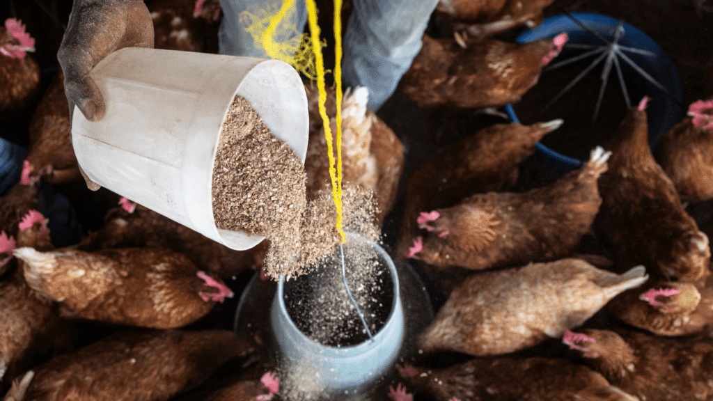 IMPROVED RAINFALL, POWER STABILITY COULD BOOST POULTRY SECTOR IN 2026- PAZ