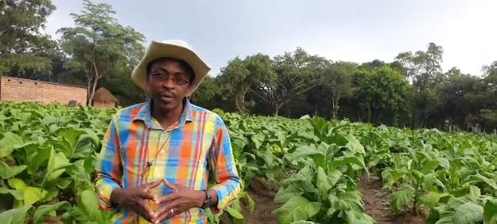 FARMER URGES LAW MAKERS TO RECONSIDER TOBACCO BILL