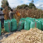 MAIZE EXPORT LIFT MAY NOT BENEFIT SMALLHOLDERS WITHOUT TARGETED MEASURES-EXPERT