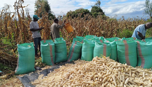 MAIZE EXPORT LIFT MAY NOT BENEFIT SMALLHOLDERS WITHOUT TARGETED MEASURES-EXPERT