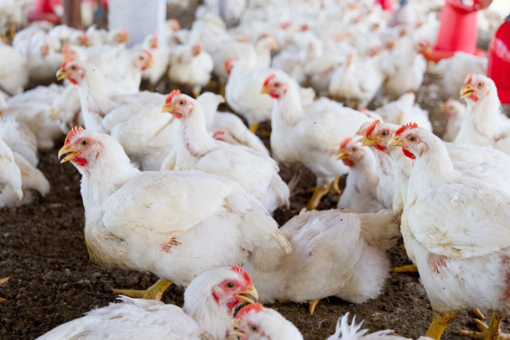 POULTRY SECTOR REBOUNDS IN Q1 AS PRODUCTION CONDITIONS IMPROVE