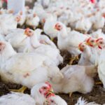 POULTRY SECTOR REBOUNDS IN Q1 AS PRODUCTION CONDITIONS IMPROVE